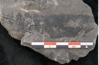 Foto (Detailansicht) von Taeniopteris muensteri Goeppert (NHMW-GEO-2024-0188-10491)